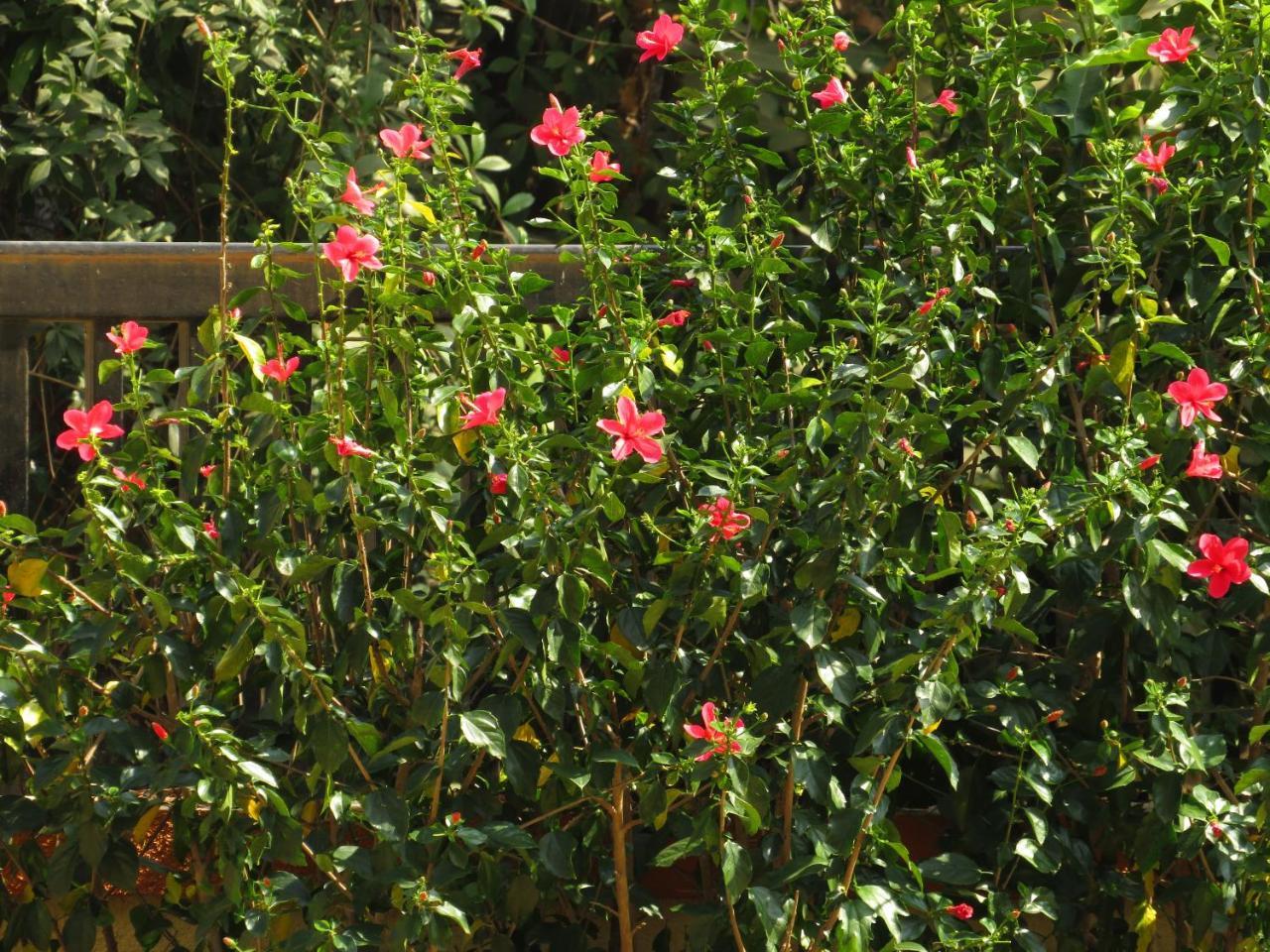 City Palace Resort Lonavala Esterno foto